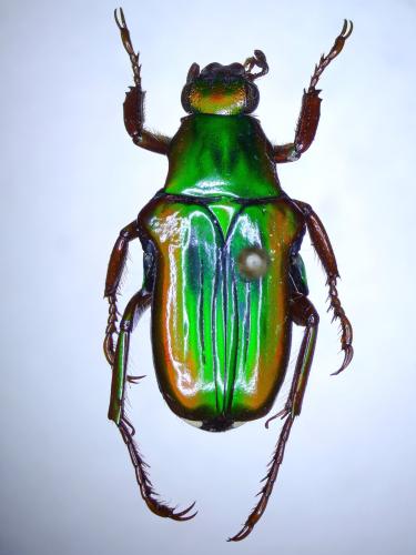 Réf. 298 129 : Pygora cowani